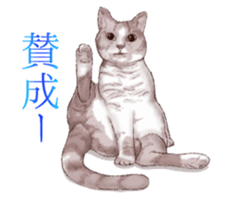 Strange pose cat 2 sticker #7559578