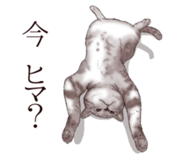 Strange pose cat 2 sticker #7559604