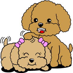 Conversation of Toy Poodle