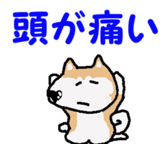 Shiba inu MOMO chan the third as well! 4 sticker #7599780