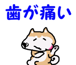 Shiba inu MOMO chan the third as well! 4 sticker #7599781