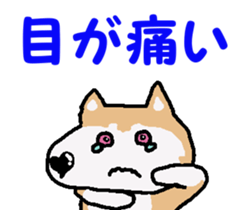 Shiba inu MOMO chan the third as well! 4 sticker #7599782