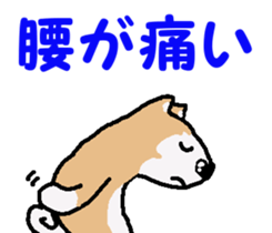 Shiba inu MOMO chan the third as well! 4 sticker #7599783