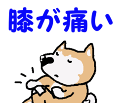 Shiba inu MOMO chan the third as well! 4 sticker #7599784