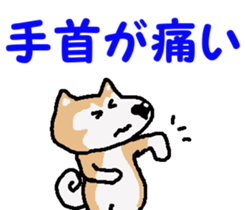 Shiba inu MOMO chan the third as well! 4 sticker #7599785