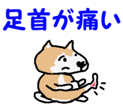 Shiba inu MOMO chan the third as well! 4 sticker #7599788