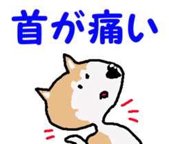 Shiba inu MOMO chan the third as well! 4 sticker #7599789