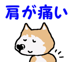 Shiba inu MOMO chan the third as well! 4 sticker #7599790