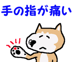 Shiba inu MOMO chan the third as well! 4 sticker #7599791