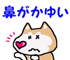 Shiba inu MOMO chan the third as well! 4 sticker #7599792