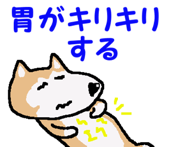 Shiba inu MOMO chan the third as well! 4 sticker #7599795