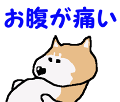 Shiba inu MOMO chan the third as well! 4 sticker #7599796