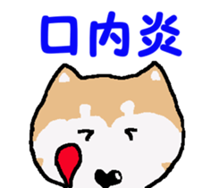 Shiba inu MOMO chan the third as well! 4 sticker #7599798