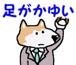 Shiba inu MOMO chan the third as well! 4 sticker #7599803