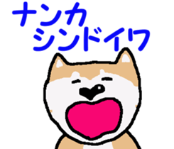 Shiba inu MOMO chan the third as well! 4 sticker #7599804