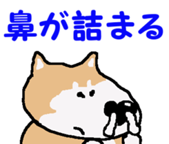 Shiba inu MOMO chan the third as well! 4 sticker #7599805