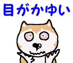 Shiba inu MOMO chan the third as well! 4 sticker #7599808