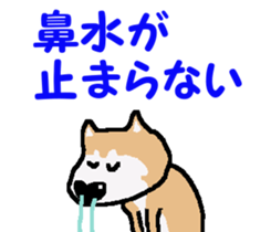 Shiba inu MOMO chan the third as well! 4 sticker #7599809