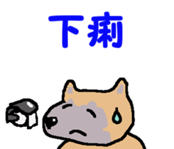 Shiba inu MOMO chan the third as well! 4 sticker #7599814