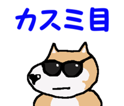 Shiba inu MOMO chan the third as well! 4 sticker #7599817