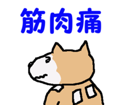 Shiba inu MOMO chan the third as well! 4 sticker #7599818