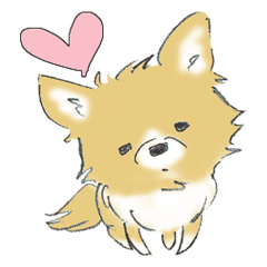 Almost Pomeranian Kotaro