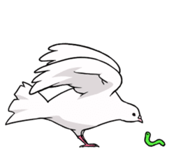Cute Pigeon2 sticker #7616052