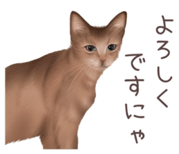 zumo cats sticker vol.2 (Japanese) sticker #7620485