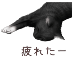 zumo cats sticker vol.2 (Japanese) sticker #7620486