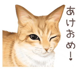 zumo cats sticker vol.2 (Japanese) sticker #7620512