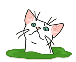 Ikasu white cat. sticker #7622673
