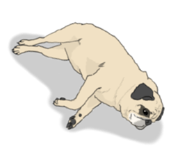 Pug dog Sticker vol.2 sticker #7639795