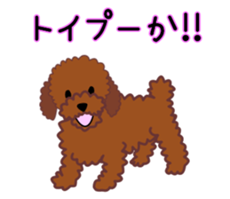 cynical toy poodle sticker #7642150