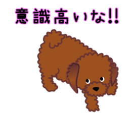 cynical toy poodle sticker #7642153