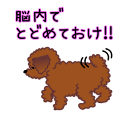 cynical toy poodle sticker #7642178