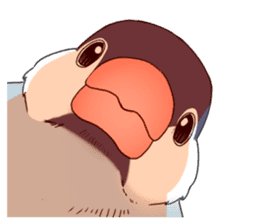 Sticker of a Java sparrow sticker #7646890