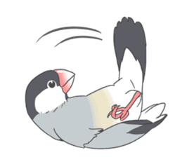 Sticker of a Java sparrow sticker #7646897