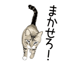 Cat illustrations Sticker sticker #7652832