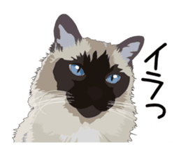 Cat illustrations Sticker sticker #7652845