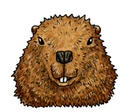 Feaver of Beaver sticker #7653887