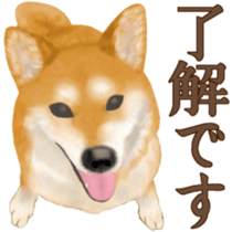 As expected! Shiba Inu sticker #7672136