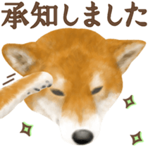 As expected! Shiba Inu sticker #7672137