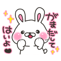 Kumamoto rabbit