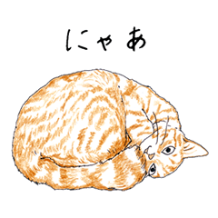 brown tabby cat koto-chan part4