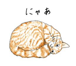 brown tabby cat koto-chan part4 sticker #7689276