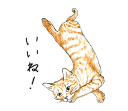 brown tabby cat koto-chan part4 sticker #7689277