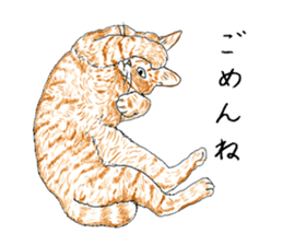 brown tabby cat koto-chan part4 sticker #7689278