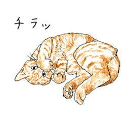 brown tabby cat koto-chan part4 sticker #7689279