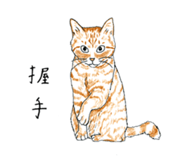 brown tabby cat koto-chan part4 sticker #7689282