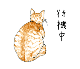 brown tabby cat koto-chan part4 sticker #7689287